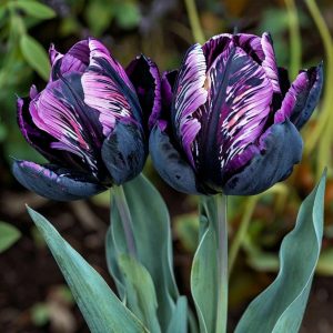 Тюльпан Блэк Каньон купить по цене от 305р. в интернет-магазине «Посадика» с доставкой почтой в в Фрязиное и по всей России – [изображение №1].