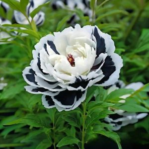 Пион Монохромный Шик купить по цене от 429р. в интернет-магазине «Посадика» с доставкой почтой в в Фрязиное и по всей России – [изображение №1].