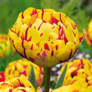 Тюльпан махровый Голден Ницц купить по цене от 361р. в интернет-магазине «Посадика» с доставкой почтой в в Фрязиное и по всей России – [изображение №1].