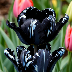 Тюльпан Шелк Нуар купить по цене от 219р. в интернет-магазине «Посадика» с доставкой почтой в в Фрязиное и по всей России – [изображение №1].