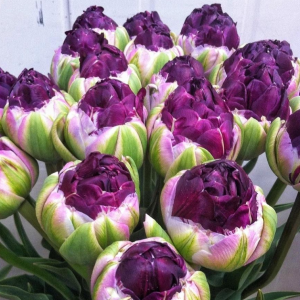 Тюльпан Анаконда купить по цене от 450р. в интернет-магазине «Посадика» с доставкой почтой в в Фрязиное и по всей России – [изображение №1].