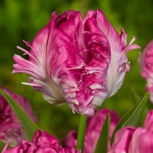 Тюльпан махровый Кул Кристал купить по цене от 400р. в интернет-магазине «Посадика» с доставкой почтой в в Фрязиное и по всей России – [изображение №1].