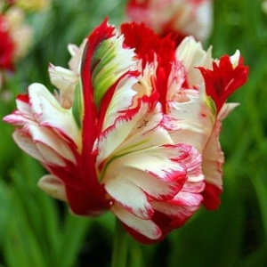 Тюльпан Эстелла Рижнвельд купить по цене от 500р. в интернет-магазине «Посадика» с доставкой почтой в в Фрязиное и по всей России – [изображение №1].