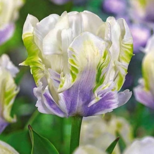 Тюльпан Уайт Лизарт купить по цене от 360р. в интернет-магазине «Посадика» с доставкой почтой в в Фрязиное и по всей России – [изображение №1].