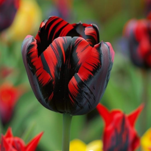 Тюльпан Блэк Перрот купить по цене от 351р. в интернет-магазине «Посадика» с доставкой почтой в в Фрязиное и по всей России – [изображение №1].