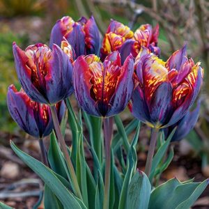 Тюльпан Опал Дрим купить по цене от 207р. в интернет-магазине «Посадика» с доставкой почтой в в Фрязиное и по всей России – [изображение №1].